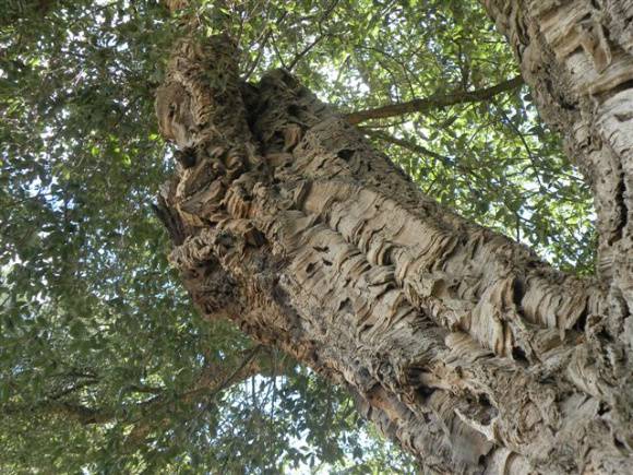 T 11317 Quercus suber  trunk 