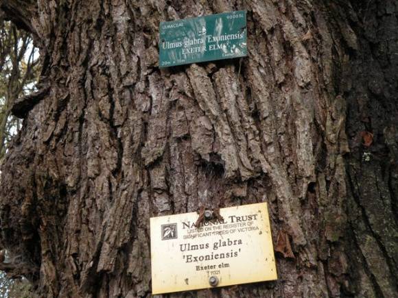 T11321 Ulmus glabra 'Exoniensis' trunk and sign 