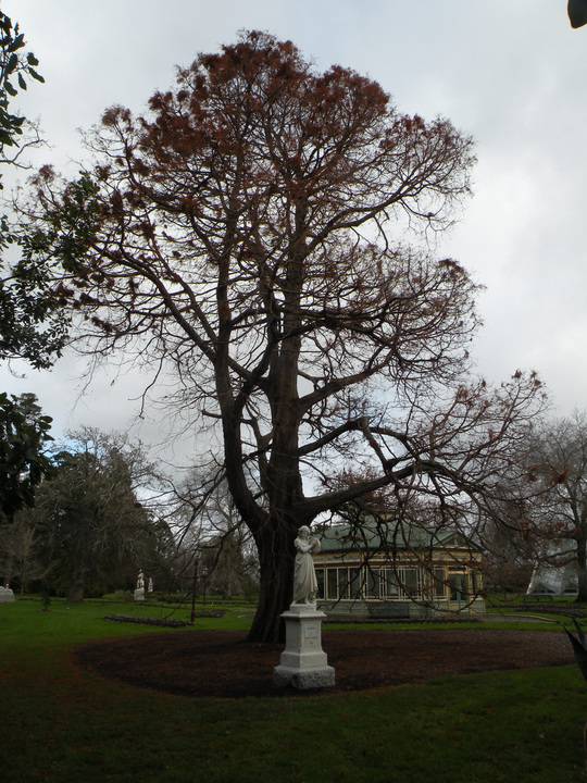 T11303 Taxodium distichum