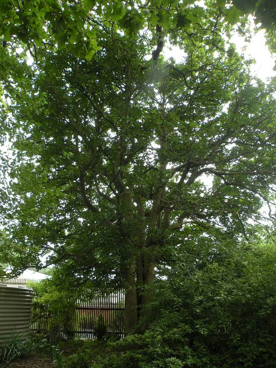 T11305 Vitex lucens Puriri