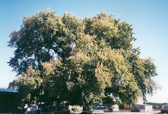T12057 Ullmus x hollandica