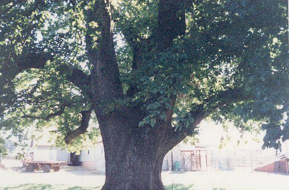 T12057 Ullmus x hollandica 