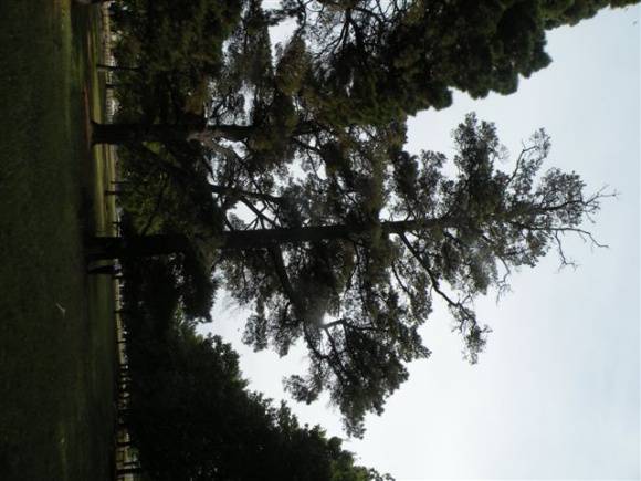 T11330 Pinus contorta var. Contorta