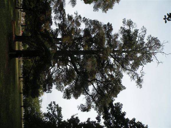 T11330 Pinus contorta var. Contorta