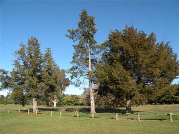 T11331 Halocarpus biformis