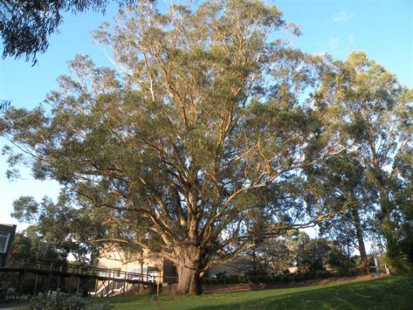T11430 Eucalyptus globulus subsp. globulus