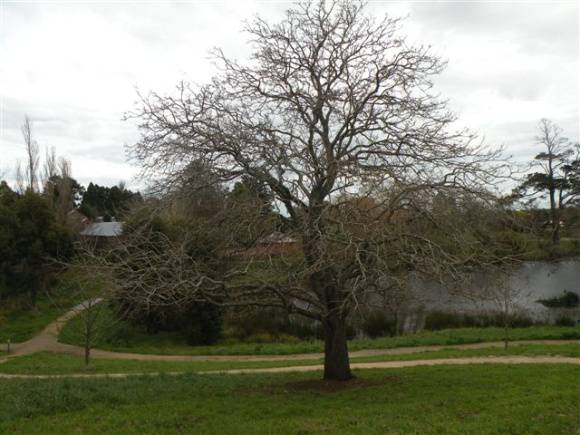 T11436 Acer platanoides