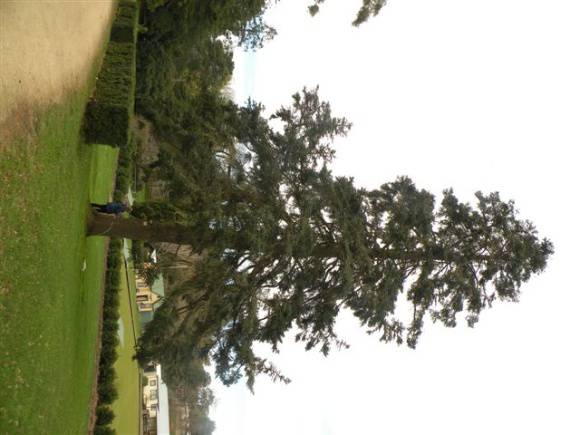 T11437 Abies pinsapo