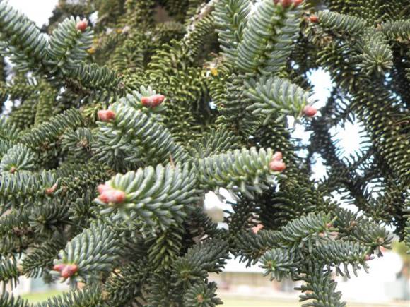 T11437 Abies pinsapo