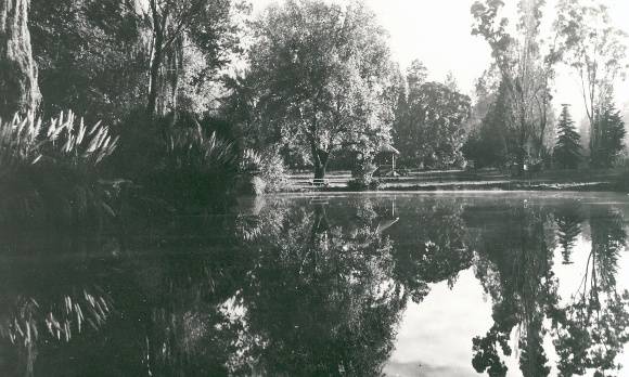G13082 Reflections on the Lake Castlemaine Gardens