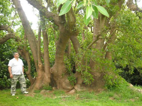 T11245 Phytolacca dioca 