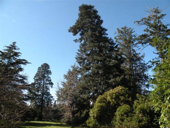T11439 Spanish Fir Scotsburn 2011