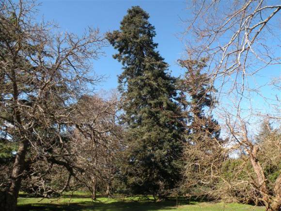 T11439 Spanish Fir Scotsburn 2011