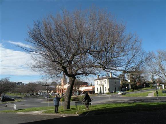 T11440 Ulmus parvifolia