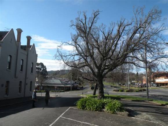 T11441 Ulmus glabra 'Exoniensis'