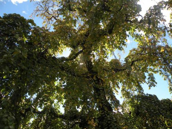 T11441 Ulmus glabra 'Exoniensis'
