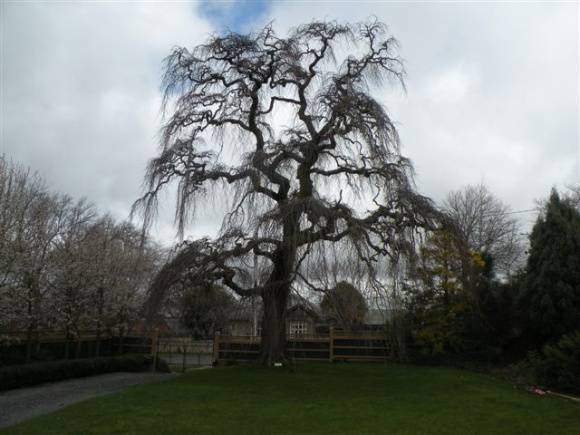 T11441 Ulmus glabra 'Exoniensis'