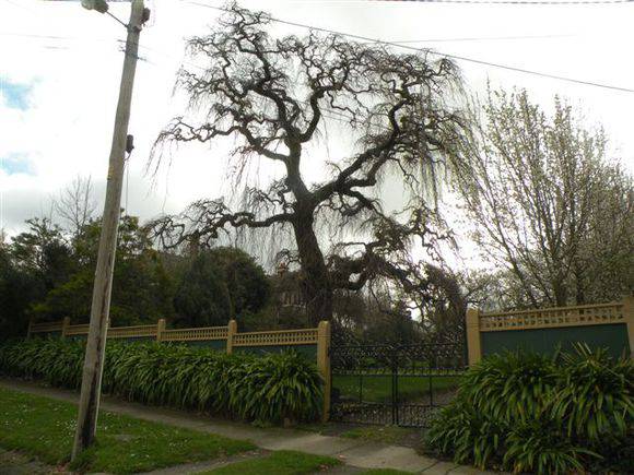 T11441 Ulmus glabra 'Exoniensis'