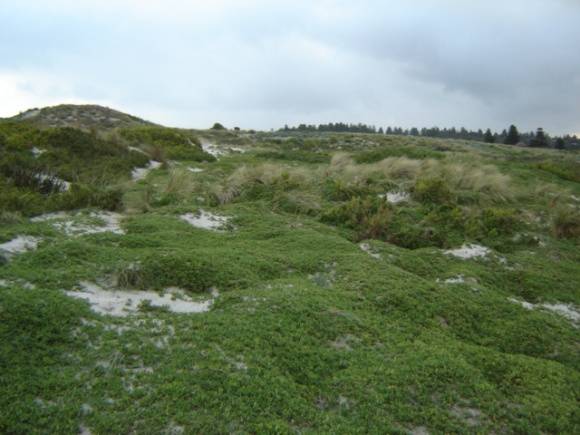 H1659 griffith island port fairy landscape