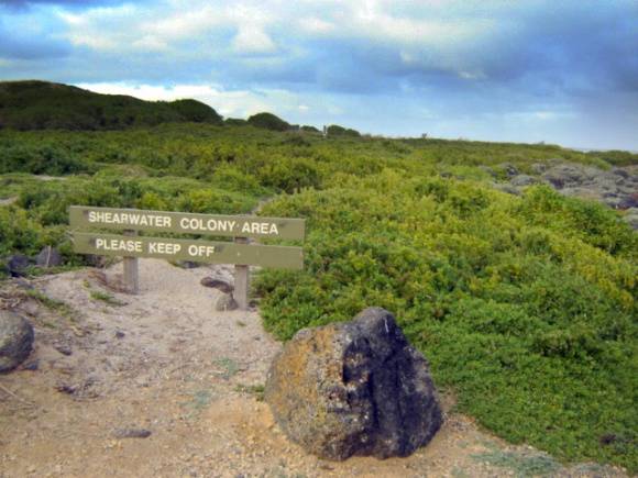 H1659 griffith island port fairy shearwater colony