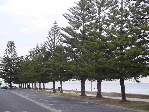 Norfolk Island Pines ALTONA, Hobsons Bay Heritage Study 2006