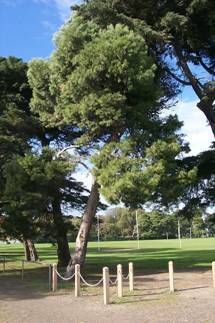 House at 27 Esplanade WILLIAMSTOWN, Hobsons Bay Heritage Study 2006 - Aleppo Pines within the reserve 