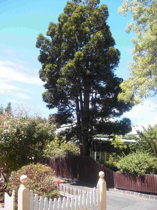 Kauri Pine & Ginkgo WILLIAMSTOWN, Hobsons Bay Heritage Study 2006