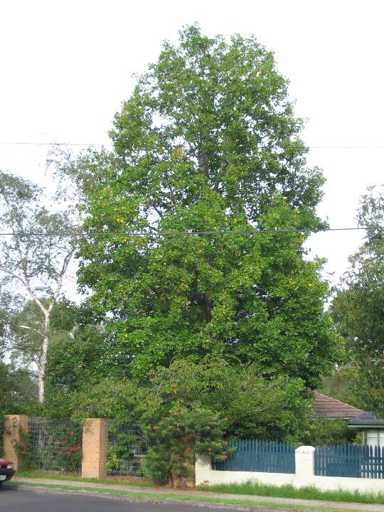 Manningham Heritage Garden & Significant Tree Study 2006