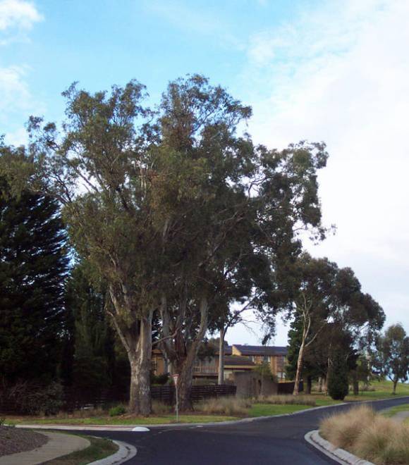 Manningham Heritage Garden & Significant Tree Study 2006