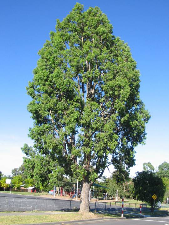 Manningham Heritage Garden & Significant Tree Study 2006