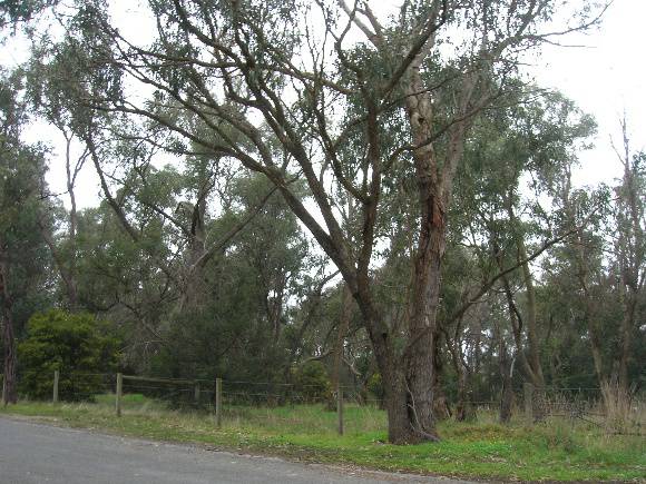 Manningham Heritage Garden & Significant Tree Study 2006