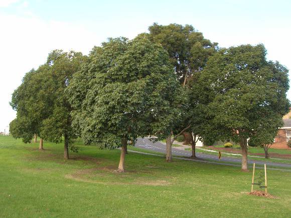 Manningham Heritage Garden & Significant Tree Study 2006