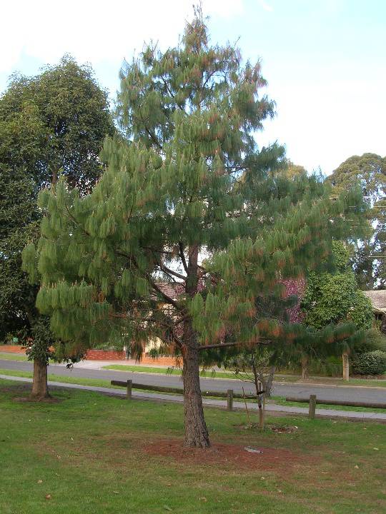 Manningham Heritage Garden & Significant Tree Study 2006