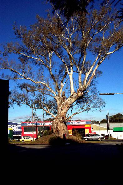 Manningham Heritage Garden & Significant Tree Study 2006