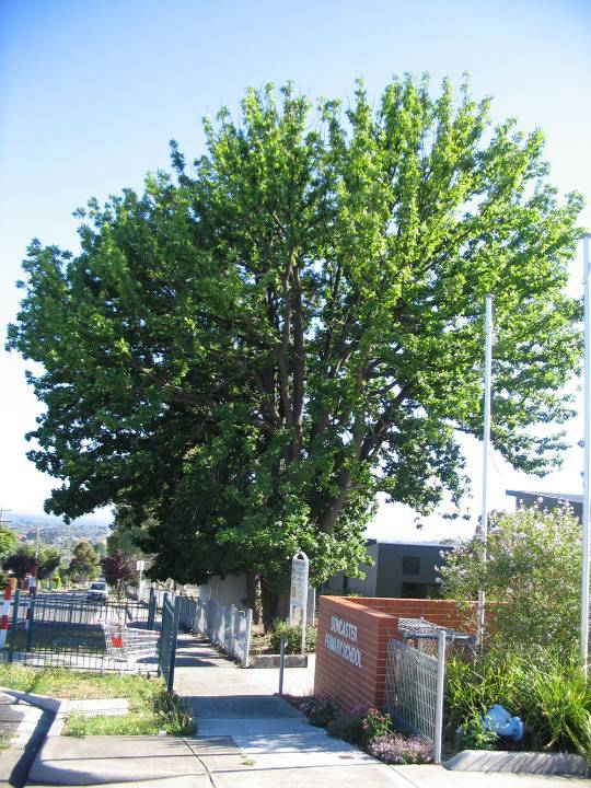 Manningham Heritage Garden & Significant Tree Study 2006