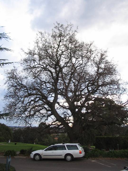 Manningham Heritage Garden & Significant Tree Study 2006