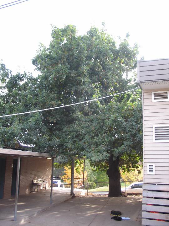 Manningham Heritage Garden & Significant Tree Study 2006