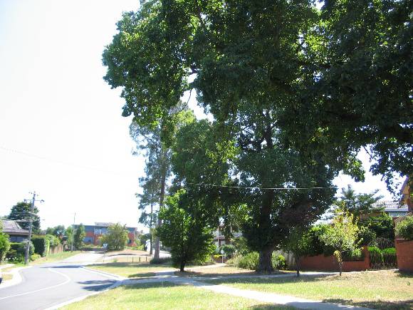 Manningham Heritage Garden & Significant Tree Study 2006