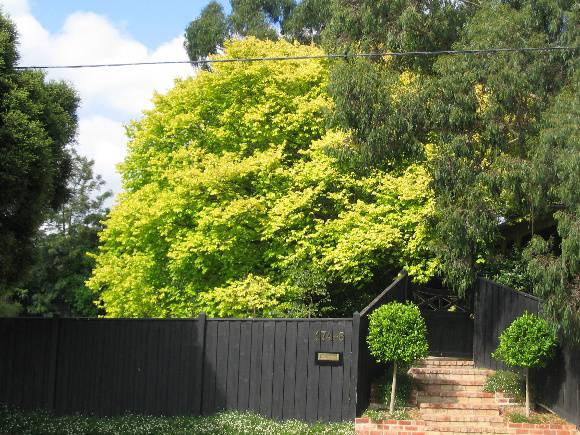 Manningham Heritage Garden & Significant Tree Study 2006