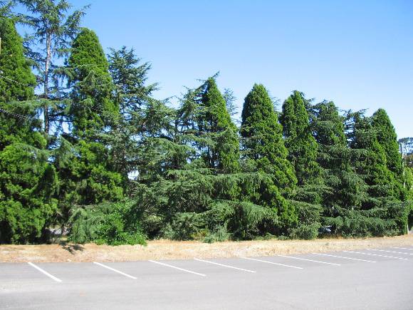 Manningham Heritage Garden & Significant Tree Study 2006
