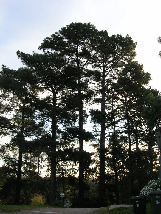 Manningham Heritage Garden & Significant Tree Study 2006