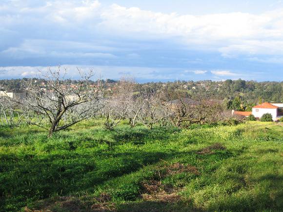 Manningham Heritage Garden & Significant Tree Study 2006