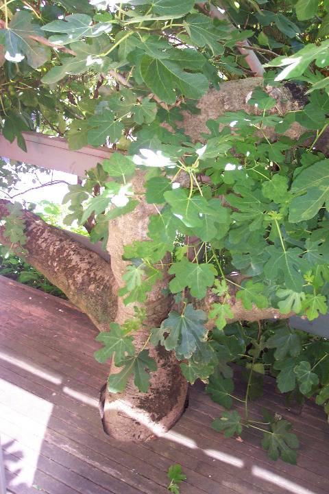 Manningham Heritage Garden & Significant Tree Study 2006