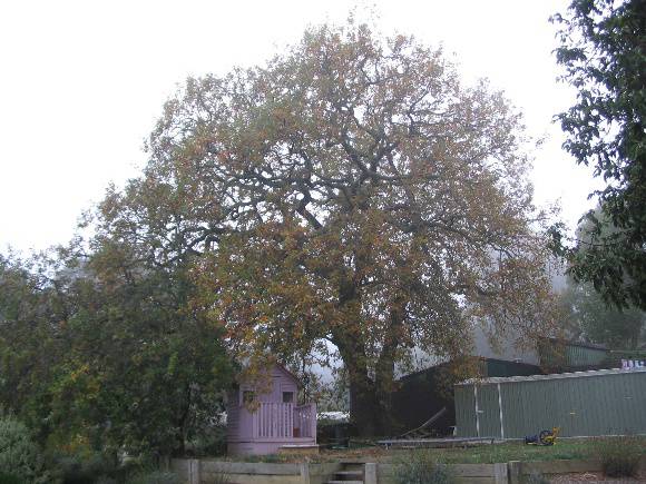 Manningham Heritage Garden & Significant Tree Study 2006