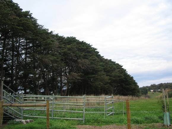 Manningham Heritage Garden & Significant Tree Study 2006