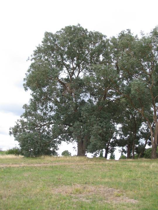 Manningham Heritage Garden & Significant Tree Study 2006