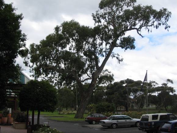 Manningham Heritage Garden & Significant Tree Study 2006