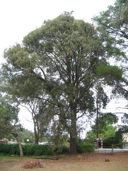 Manningham Heritage Garden & Significant Tree Study 2006