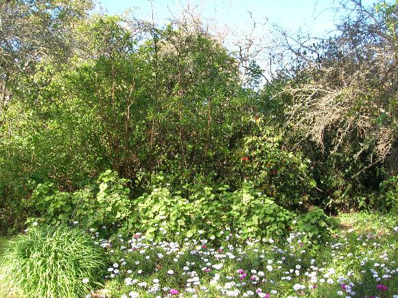 Manningham Heritage Garden & Significant Tree Study 2006