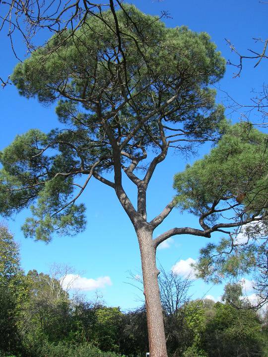 Manningham Heritage Garden & Significant Tree Study 2006